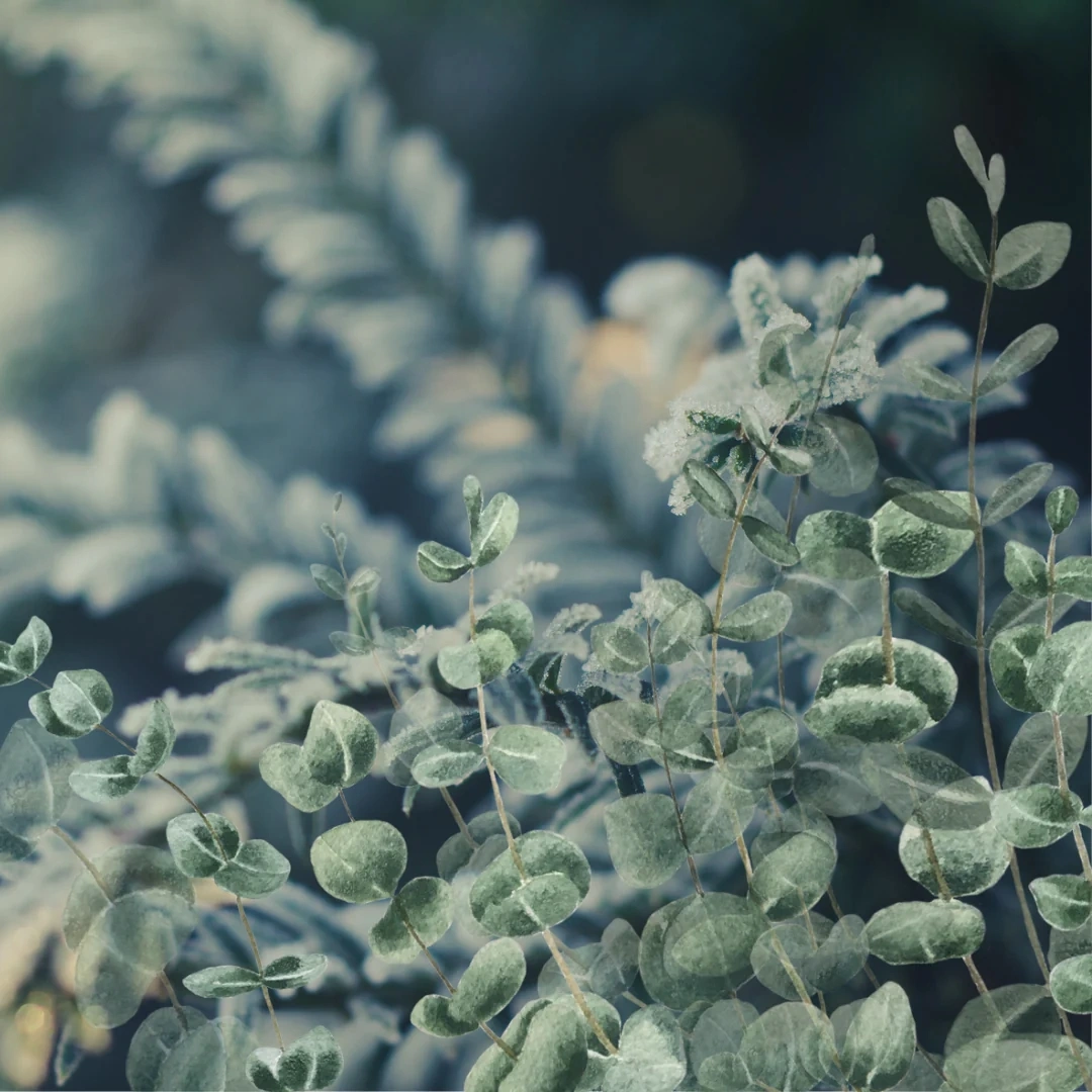 Eucalyptus Fragrance